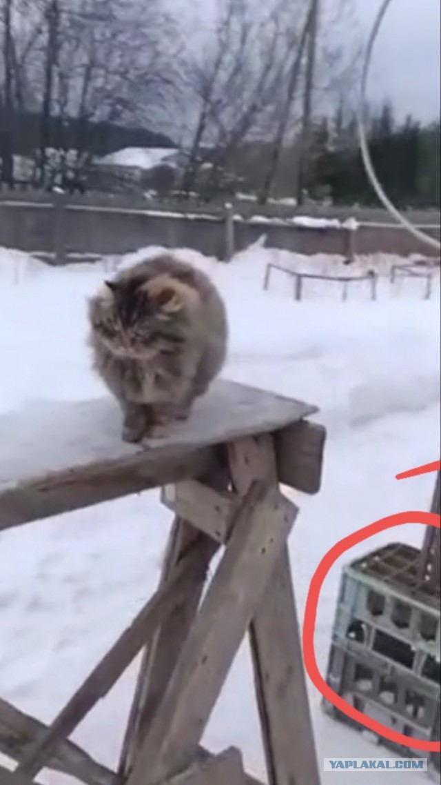 Дело Куклачева живет и процветает