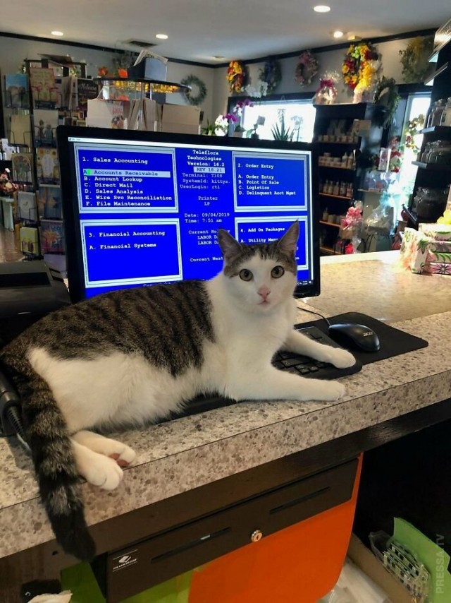 Которник