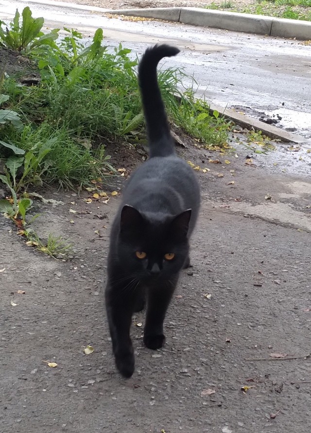 Котовторник (свои добавляем)