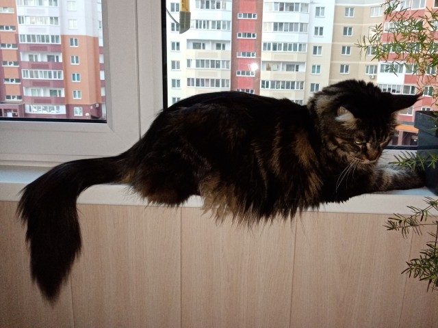 Мой кот, прошу любить и жаловать