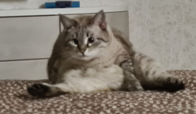 Котовторник так котовторник