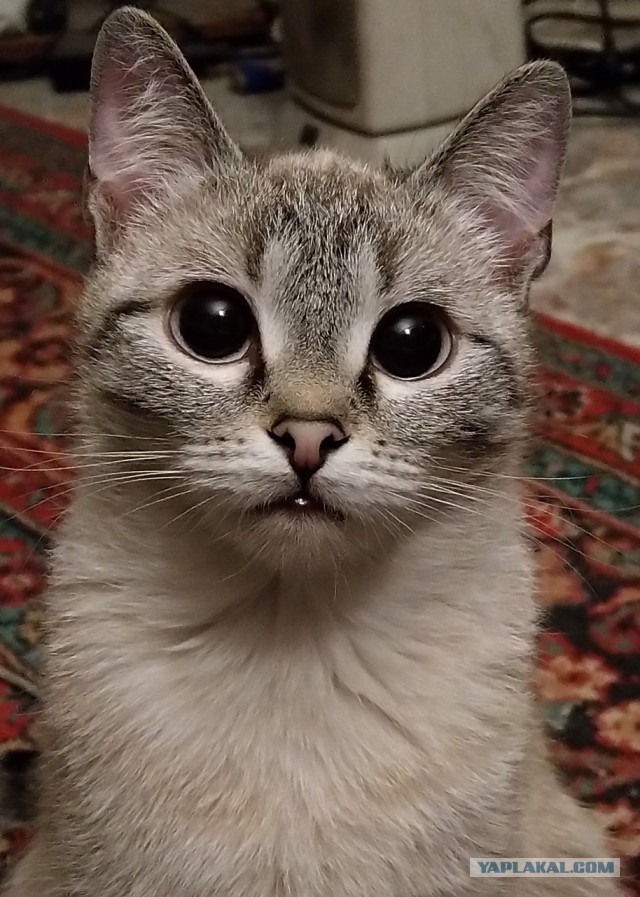 Котовторник. Февраль