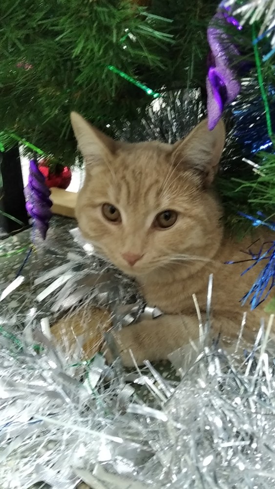 Котовторник. Февраль