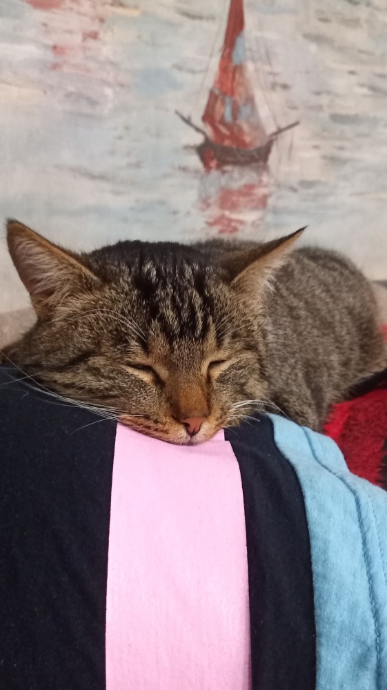 Котовторник. Февраль