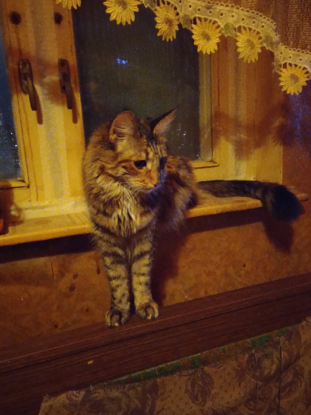 Господа и дамы ЯПа! Котовторник у нас начался! Отойдите от политоты и давайте котиков побольше!