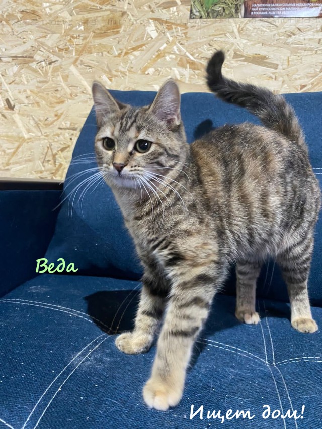 Жизнь домашнего приюта "Котоленд" 326