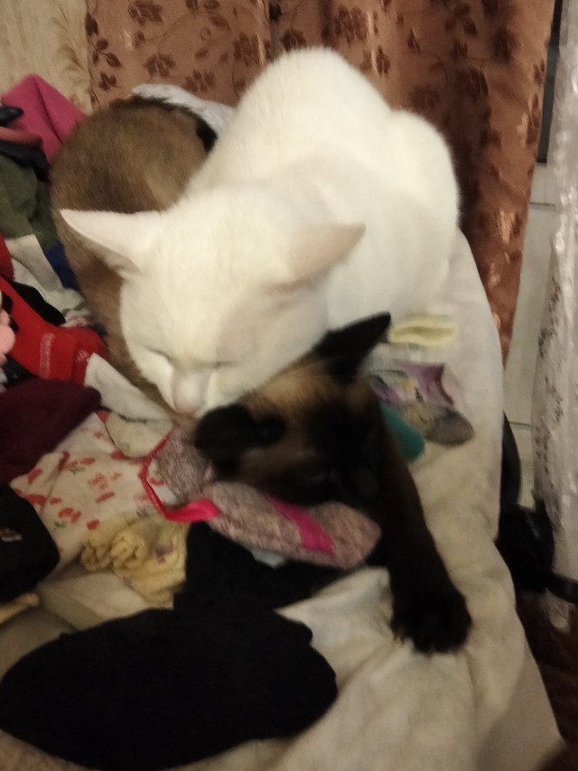 Только мы с котом вечером вдвоем…