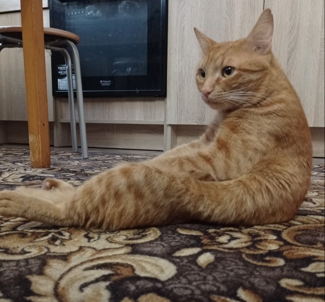 Котовторник 18.10.22
