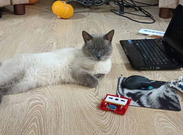 Мой котовторник