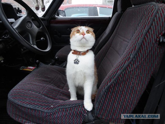 Котовторник 26.03.2013