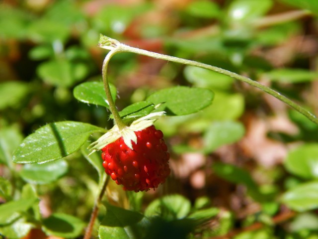Уральское лето моими глазами