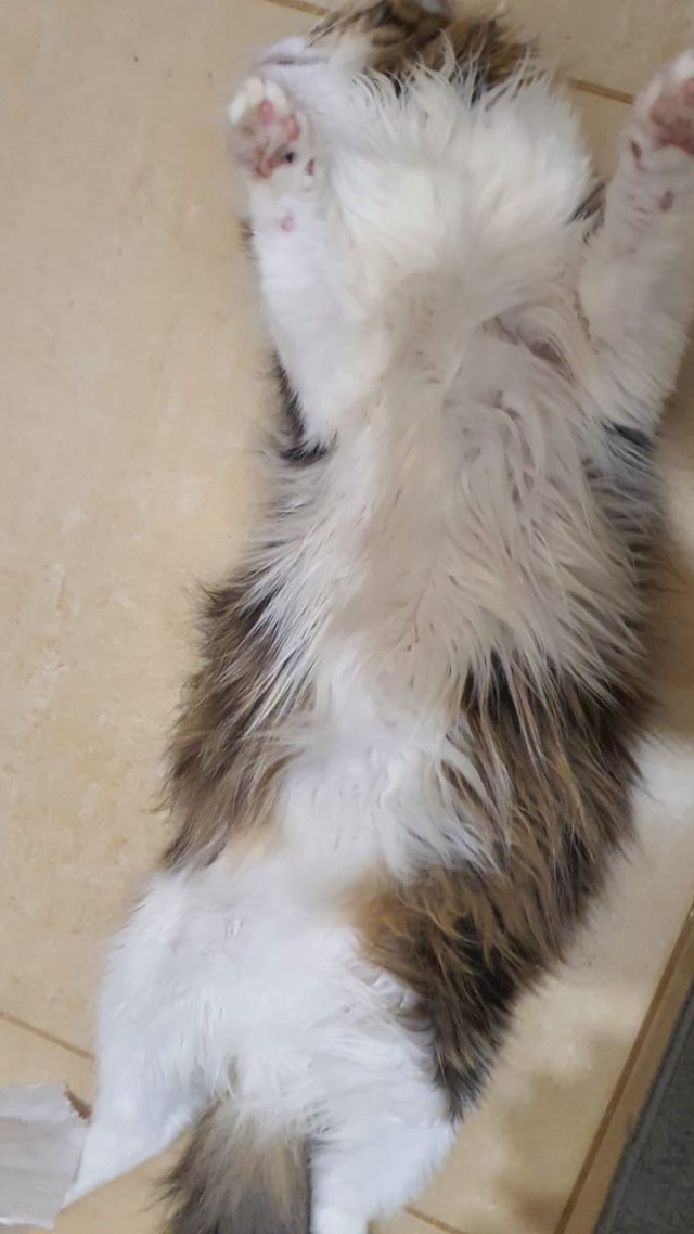 К - Котовторник ☺ Пополнение