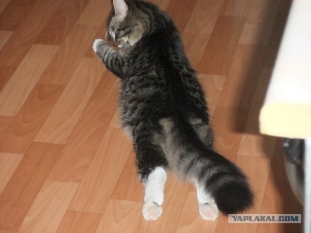 Котовторник 23.04.2013