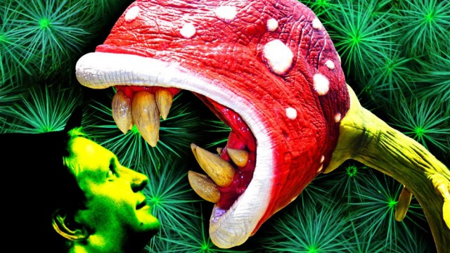 10 ядовитых существ, которых можно встретить в России