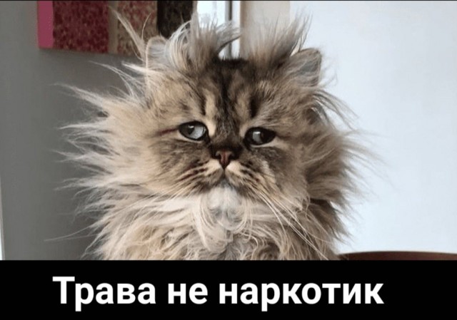 В Тольятти поймали кота-наркокурьера