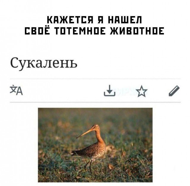 Никакие картинки и такие же тексты