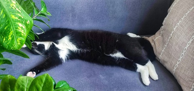 Эталон кота