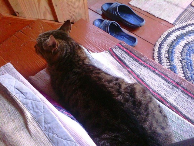 Коты деревенской породы