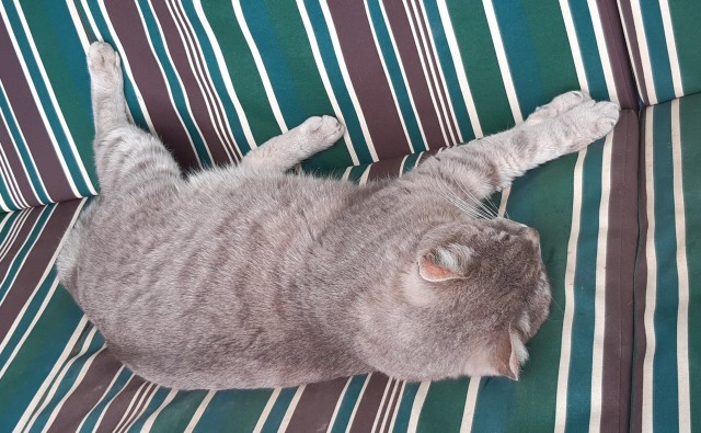 Котовторник в картинках