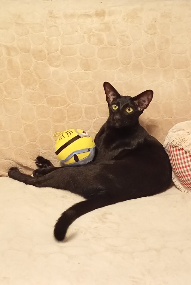 С Котовторником!