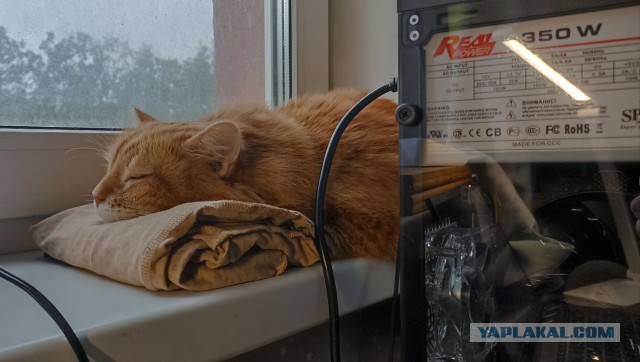 Моя кошка