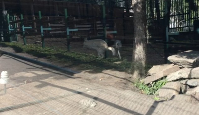 Фоткаем зверушек правильно
