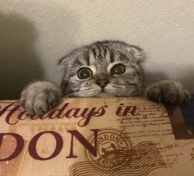 Совпало с котовторником.