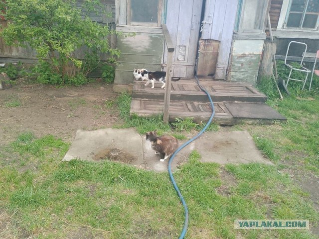 Жизнь домашнего приюта для котеек 543