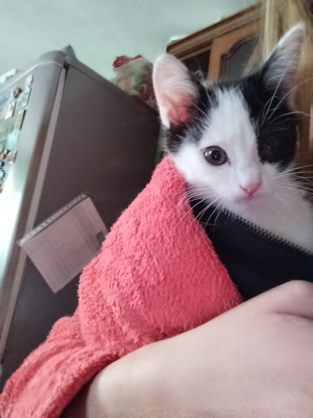 Неожиданный котовторник