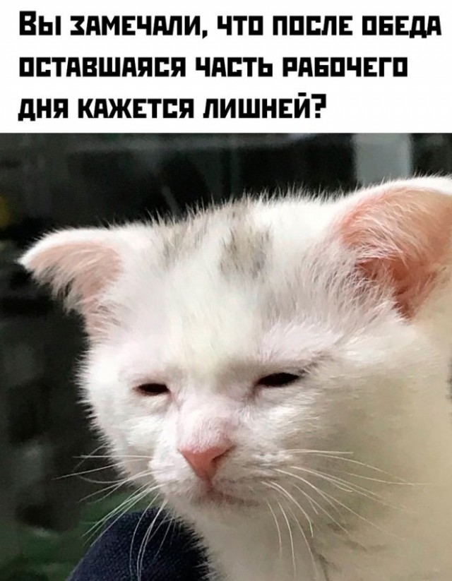 Веселые картинки в понедельник (02.06)