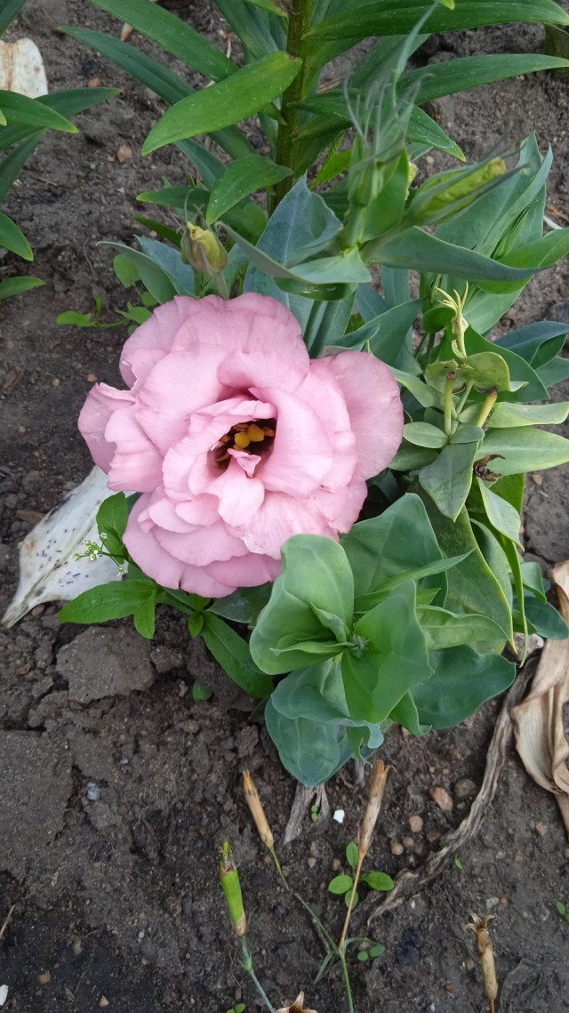Роза-брюква