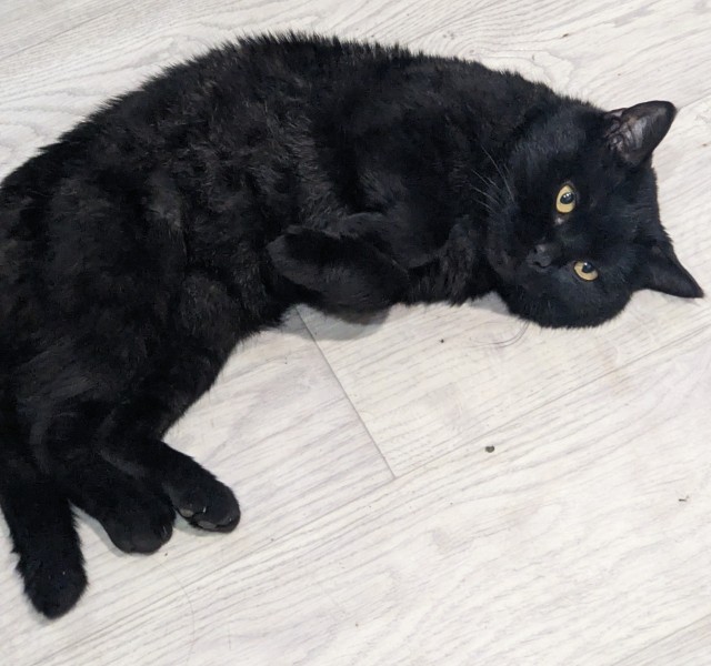 Жизнь Кота