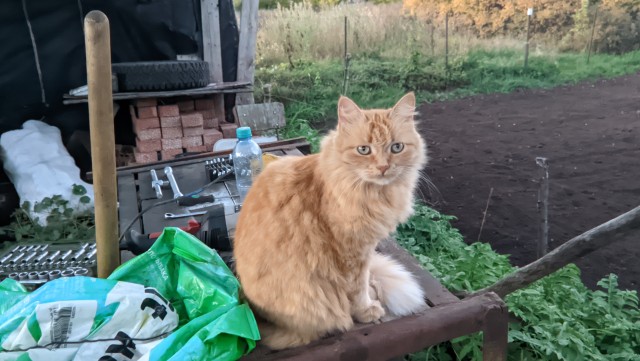 Спасли котёнка от недобрых детей