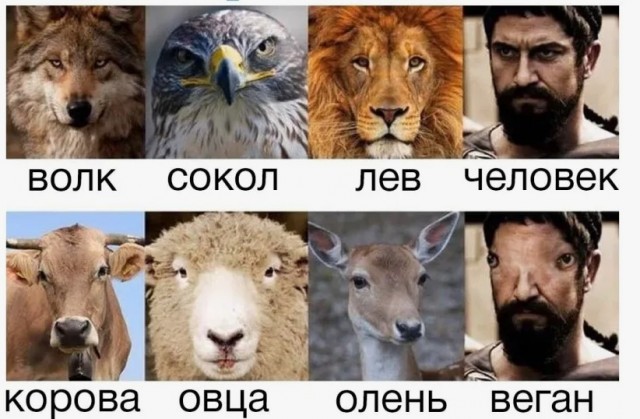 Что за зверюга кто знает?
