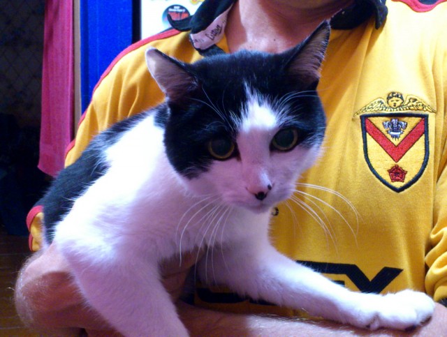 Котовторник 9.07.2013