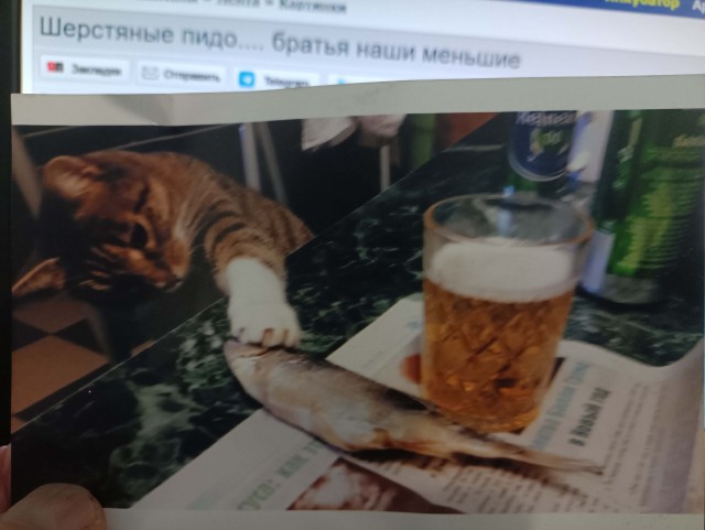 Шерстяные пидо.... братья наши меньшие