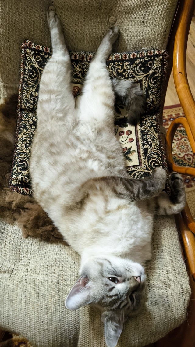 Котовторник
