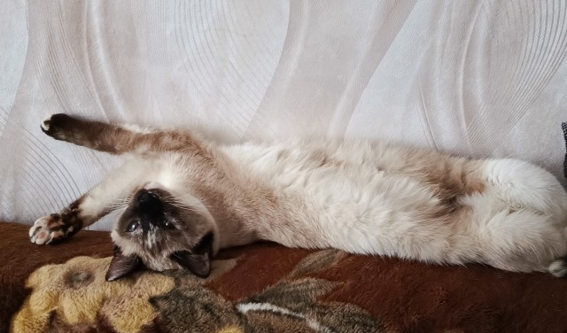 Котовторник! И я теперь дважды раб