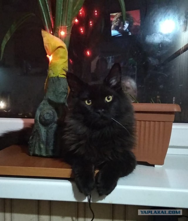 Вопросец один, рабам котов и кошек