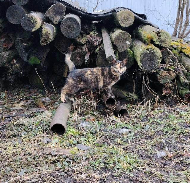 Наши коты