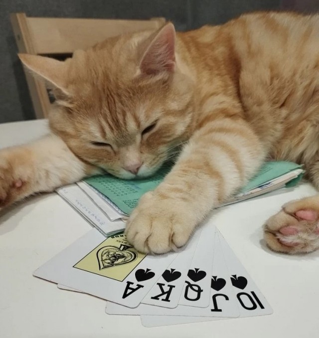 Котовторник: моя инвалидка