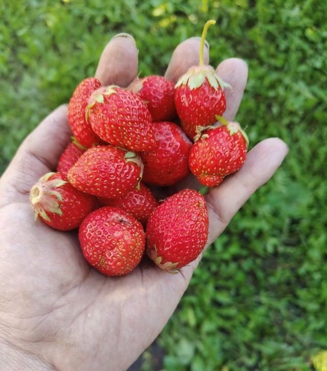 Середина июня