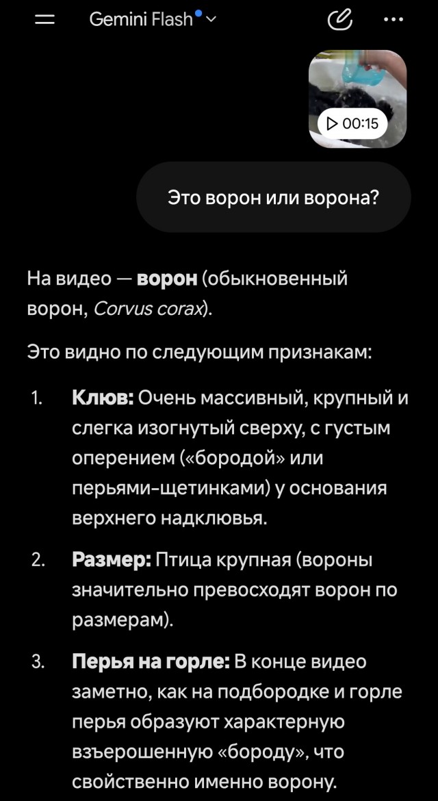 Ворон принимает ванну