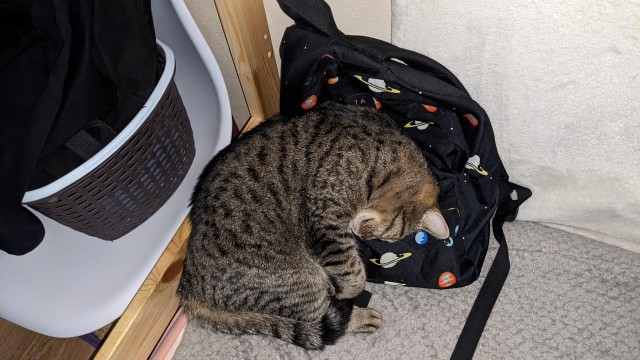 Всемирный день котиков.