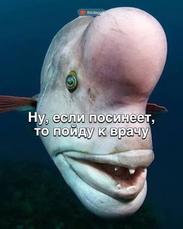 Отсутствие мозга, как составляющая счастья