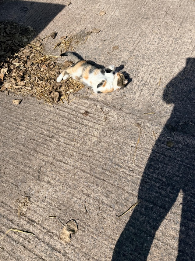 Трëхцветная кошка отлично валяется