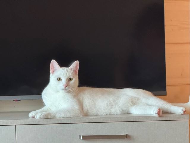 Очередной котовторник