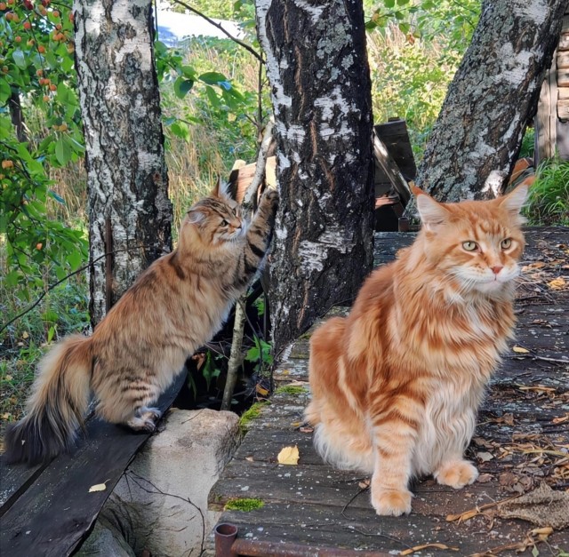 Котовторник