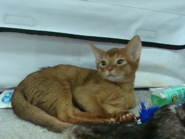Выставка кошек. Котовторник