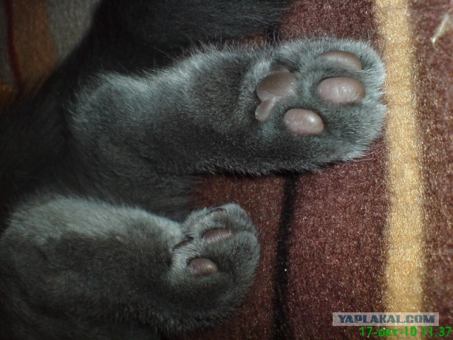Котовторник 22.10.2013